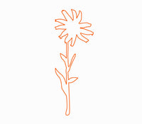 arnica arnica