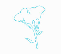 blue tansy  blue tansy
