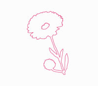 calendula  calendula