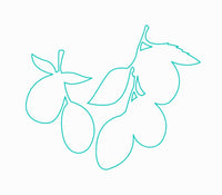 jojoba  jojoba