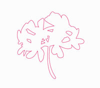 rose geranium  rose geranium